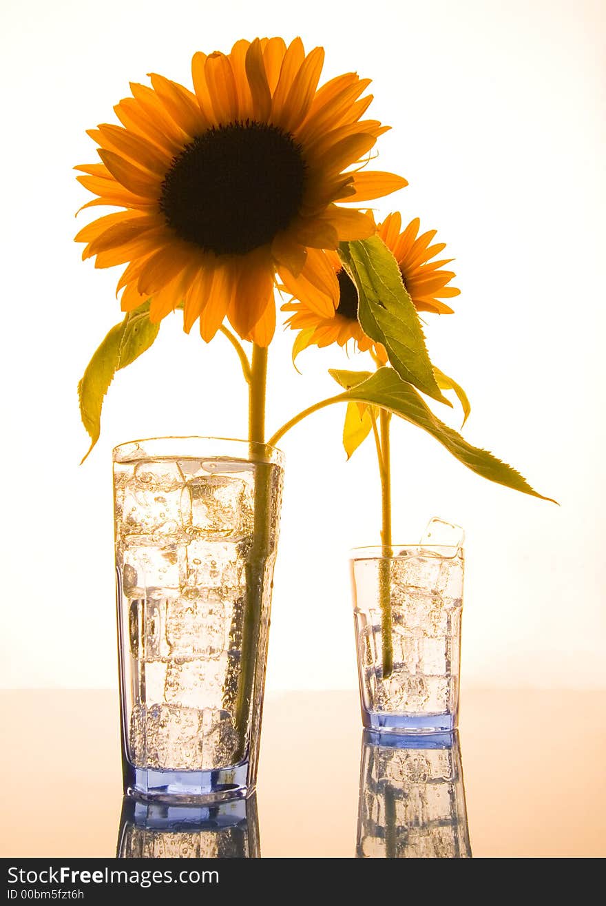 The Helianthus on white background