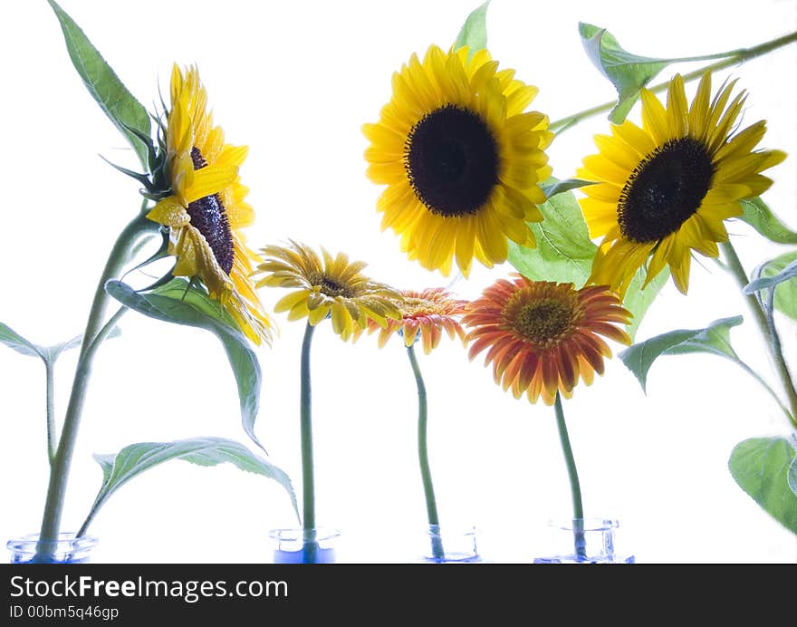 The Helianthus on white background