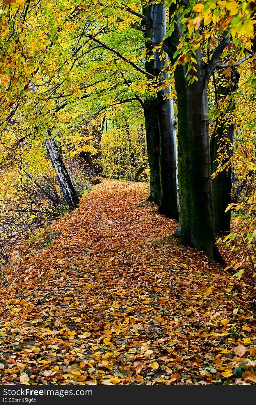 Autumn forest, vertical