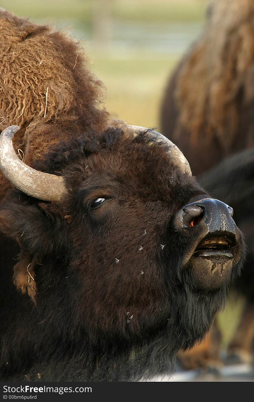 North American buffalo, Yellowstone National Park. North American buffalo, Yellowstone National Park