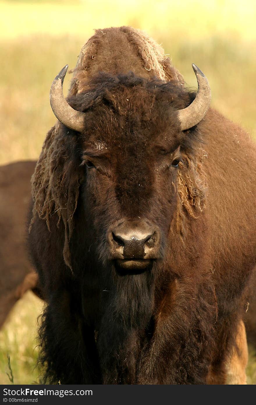 North American buffalo, Yellowstone National Park. North American buffalo, Yellowstone National Park