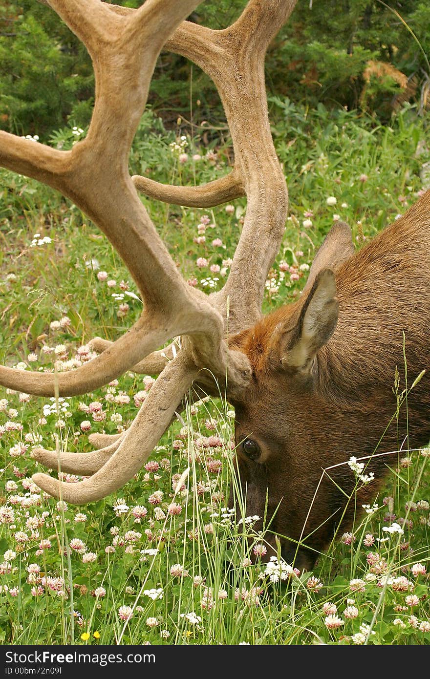 Yellowstone National Park, United States. Yellowstone National Park, United States