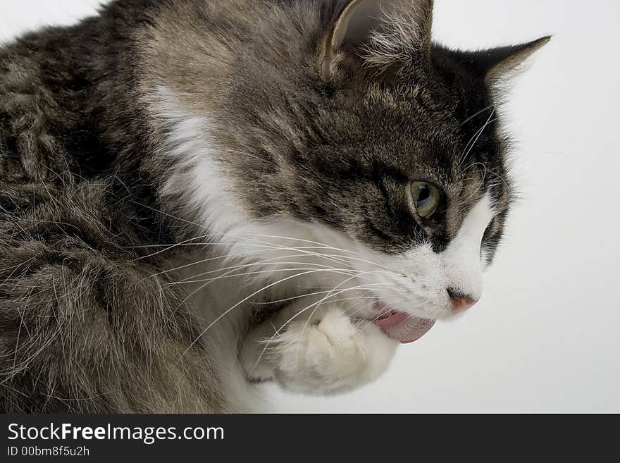 A furry house cat with licking his paws.