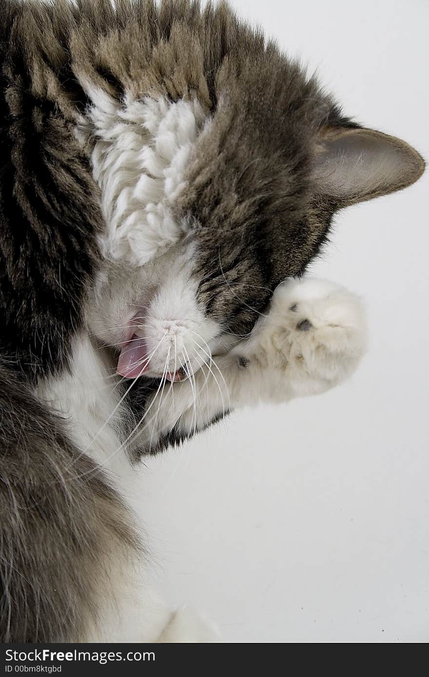 A furry house cat with cleaning himself. A furry house cat with cleaning himself.