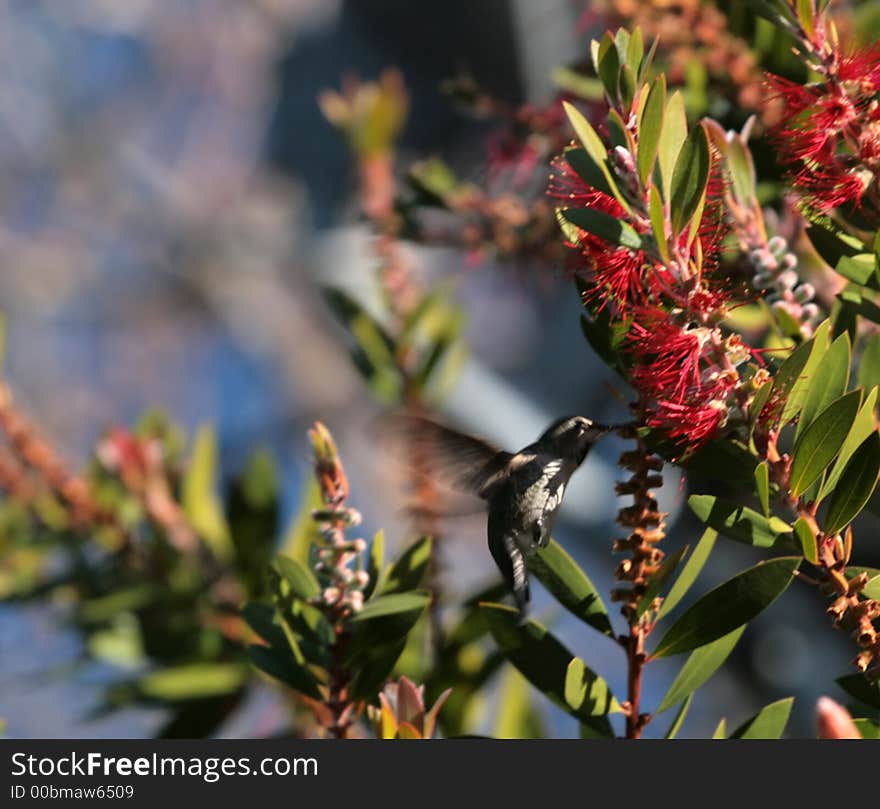 Hummingbird