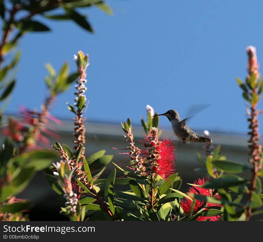 Hummingbird