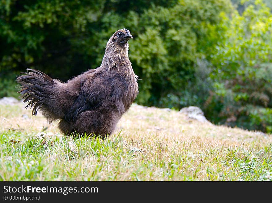 A young rooster standing in a field. A young rooster standing in a field