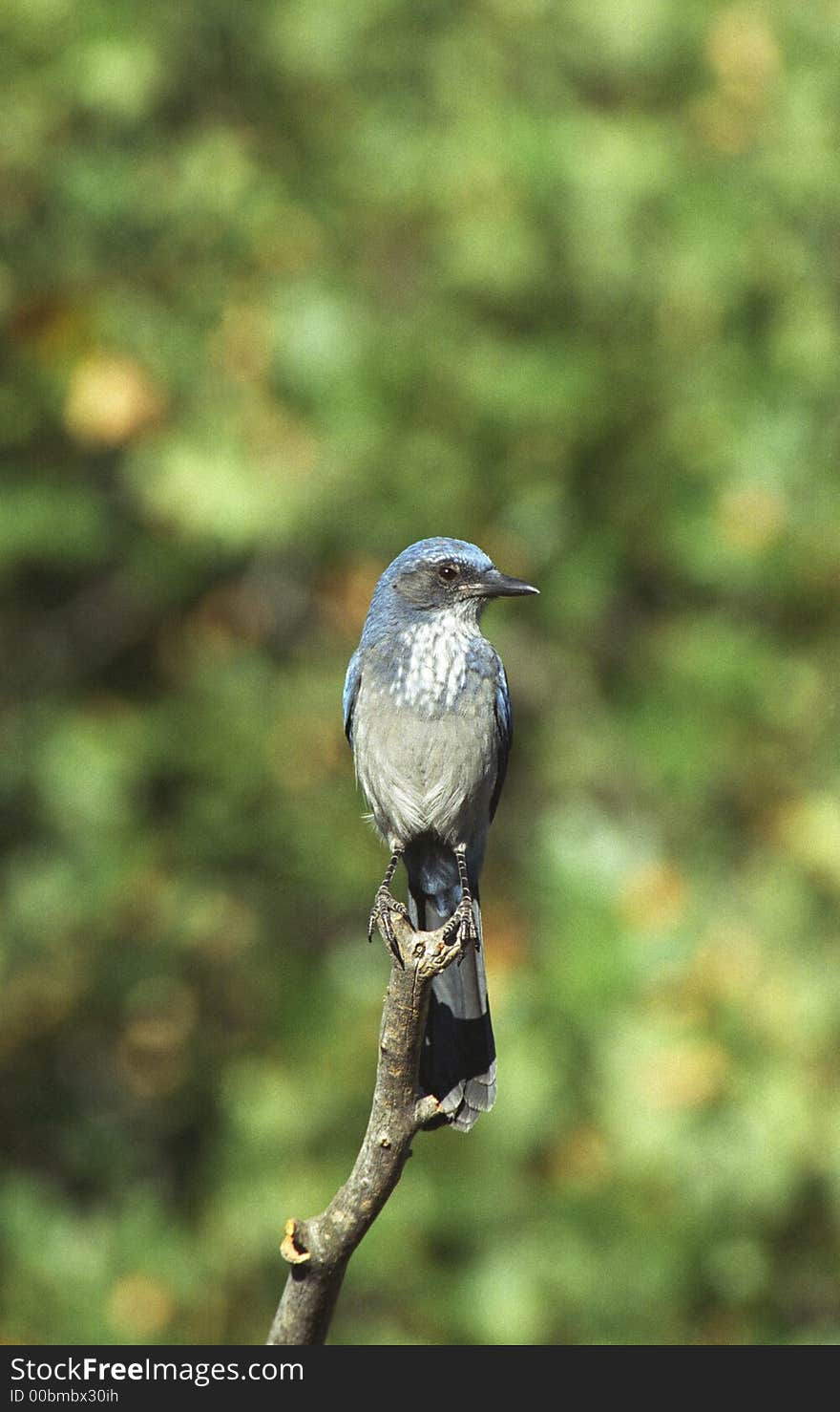 Scrub jay perched on the point of a branch with mottled green background. Scrub jay perched on the point of a branch with mottled green background