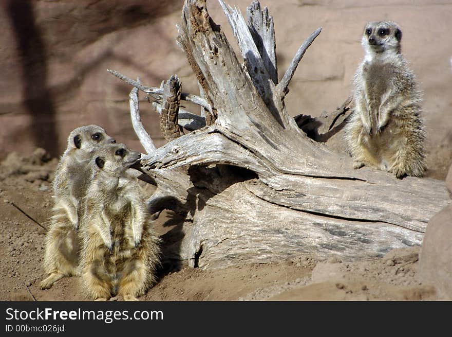 Meerkat Trio