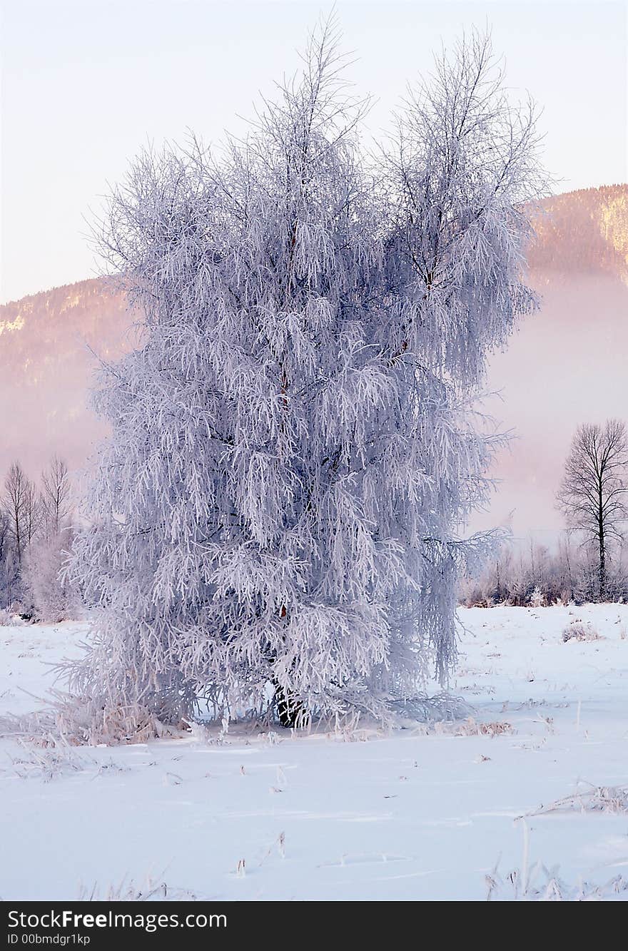 Tree Of Ice