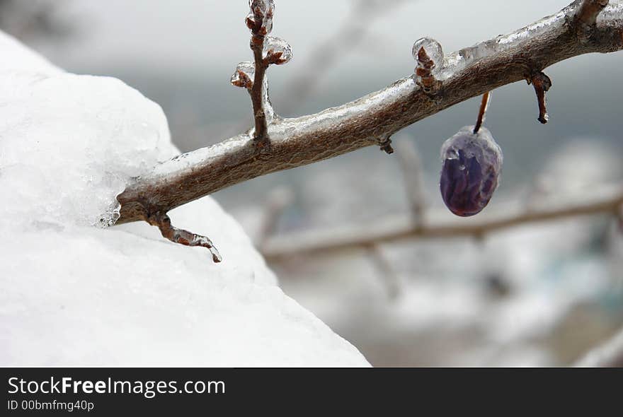 A Berry Covered in Ice. A Berry Covered in Ice