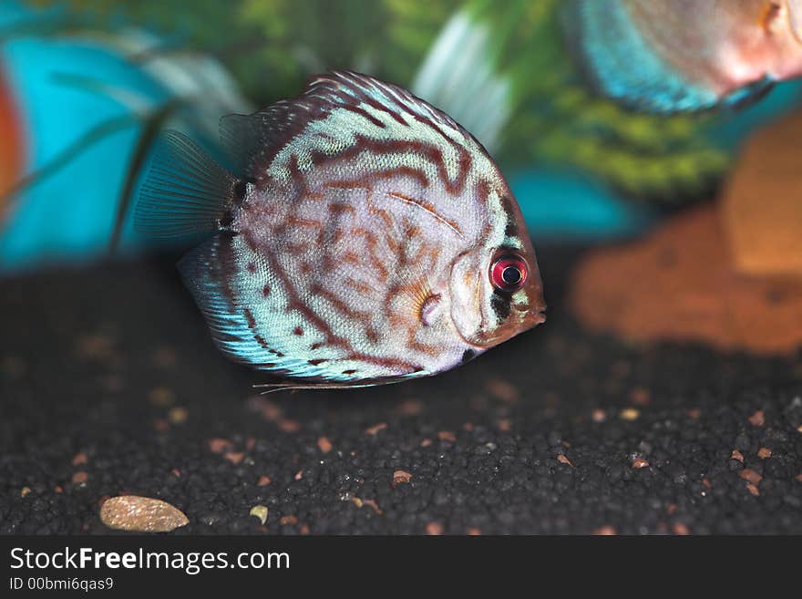 Fish swimming in a tropical aquarium. Fish swimming in a tropical aquarium