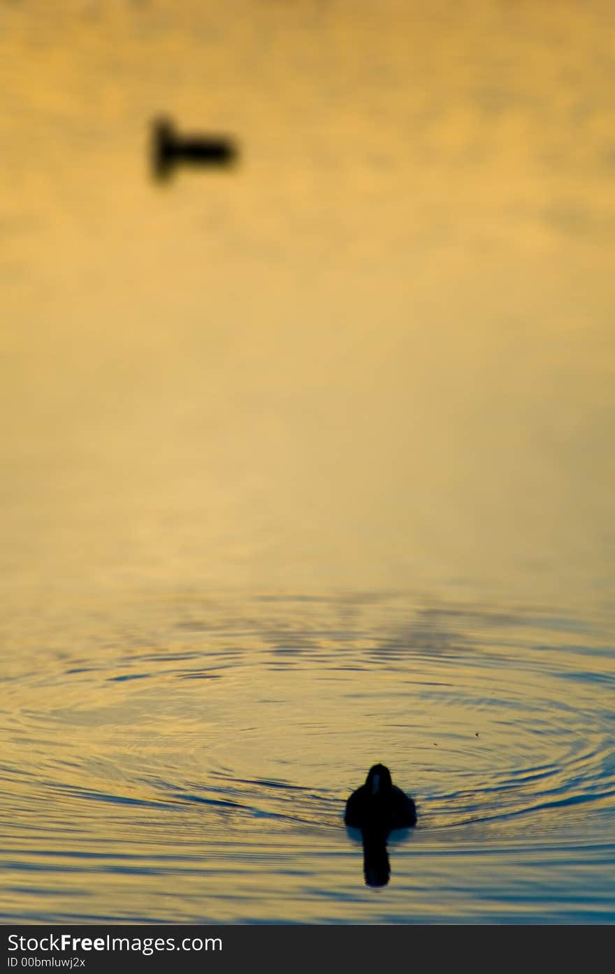 Two Swans On Golden Pond