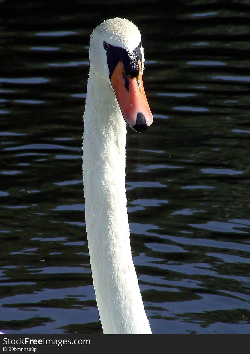 Swan head and neck on blue water background