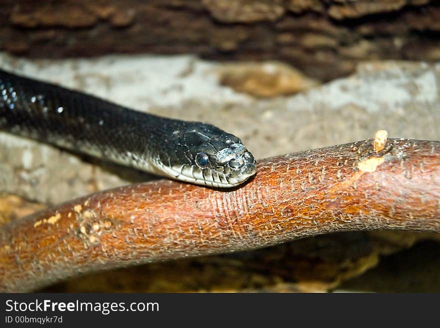 Black Garden Snake Head