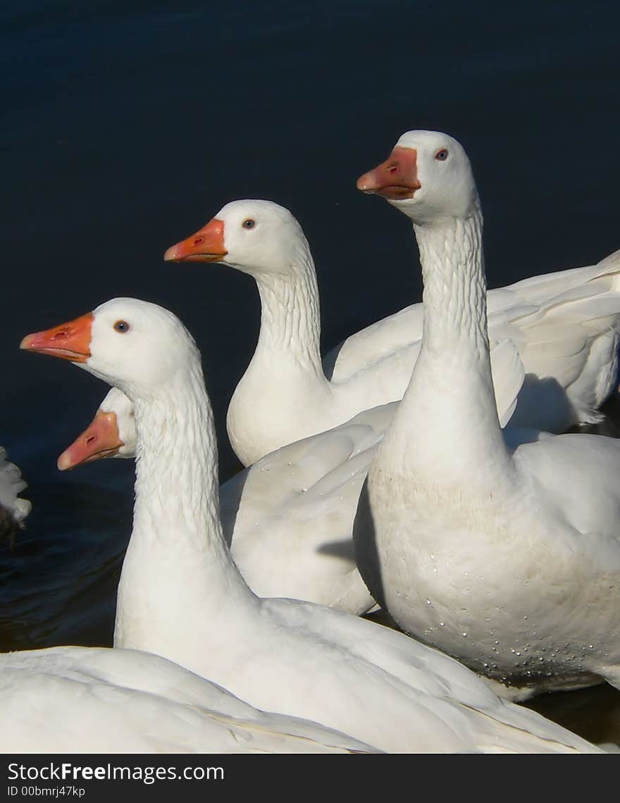 Geese1