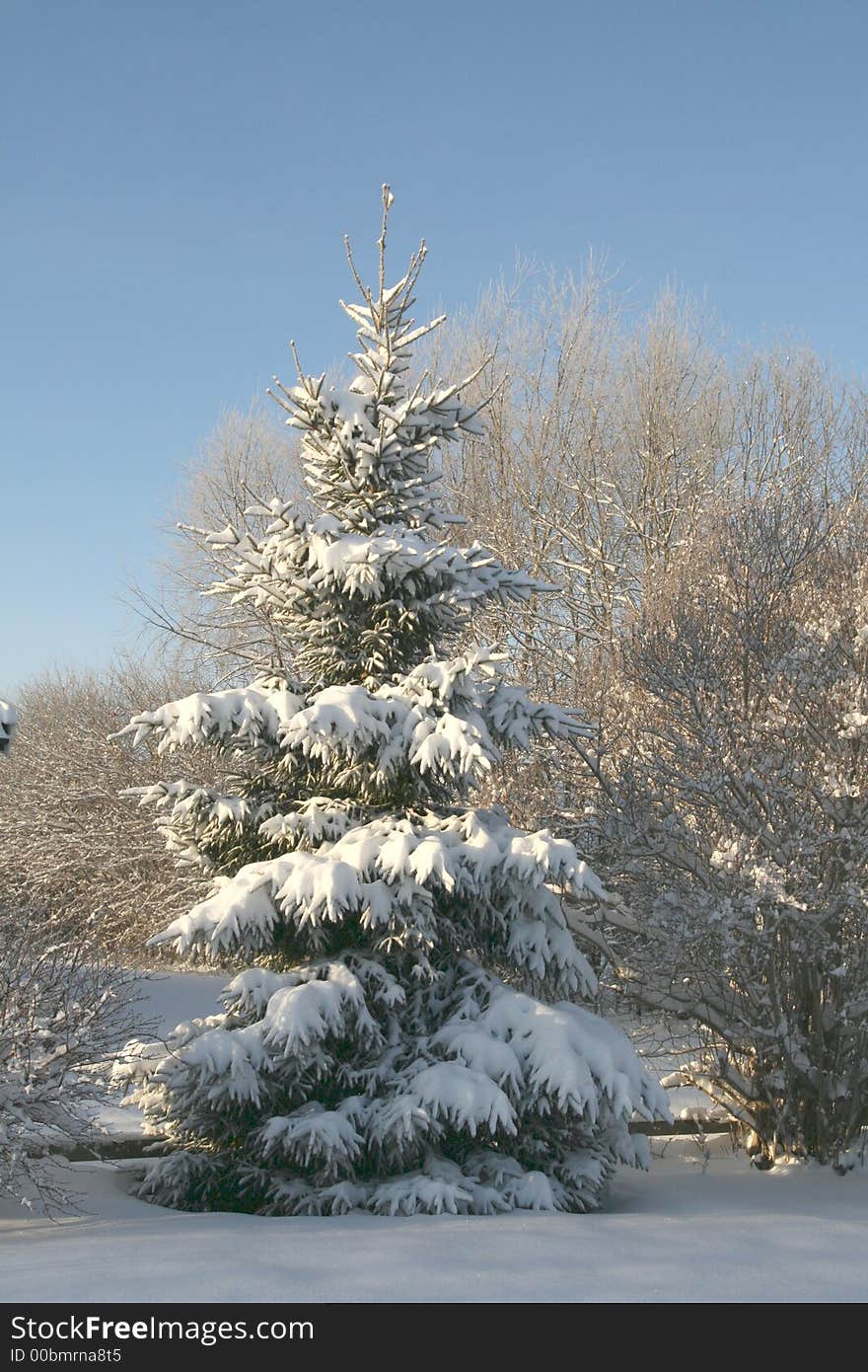 Spruce with snow