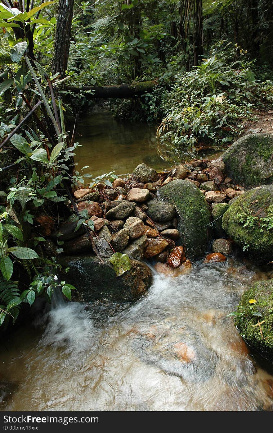 Small stream in tropical forest