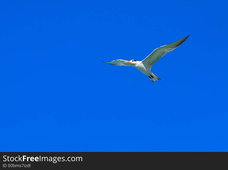 Seagull with a beautiful blue sky background