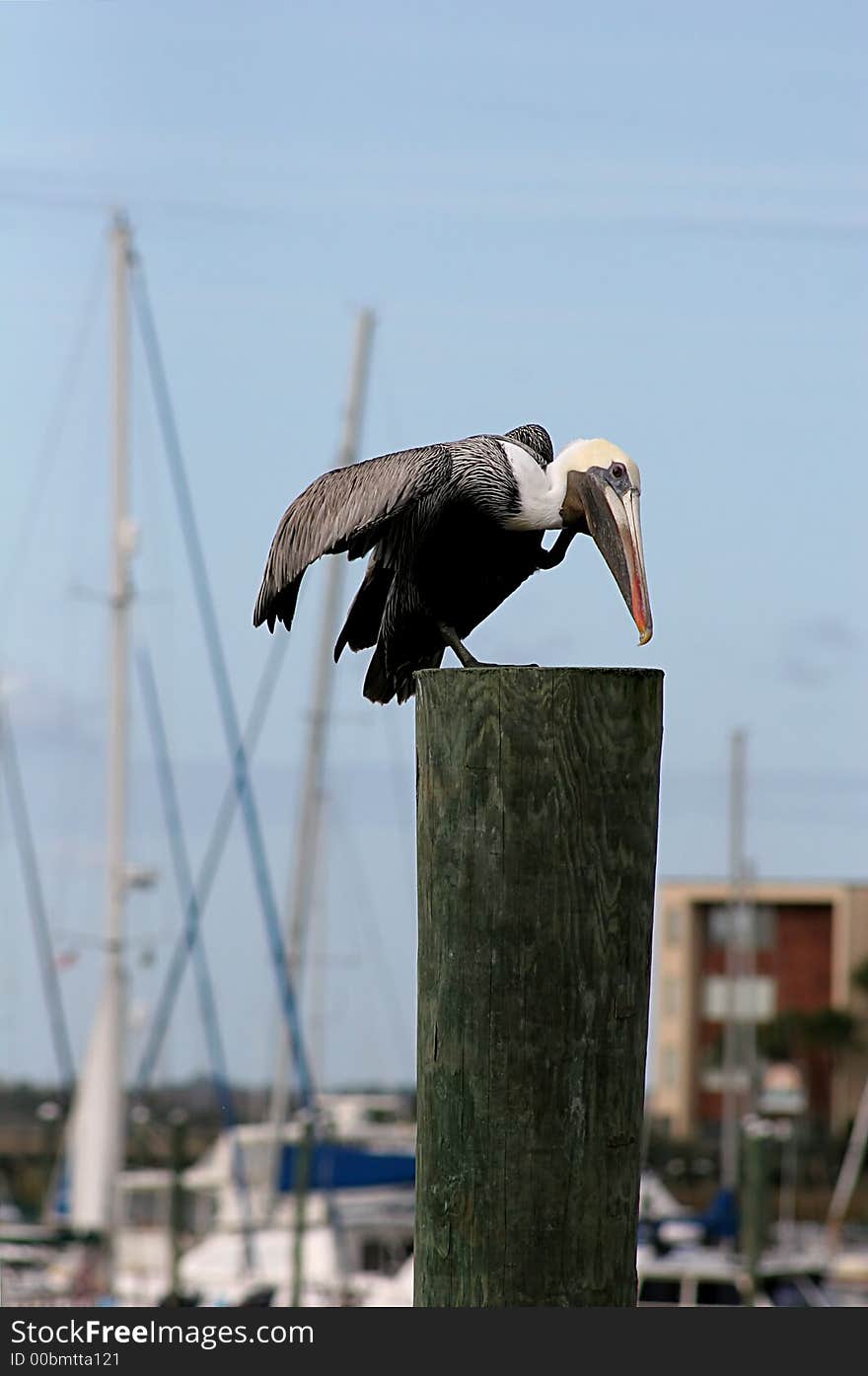 Pelican Poised