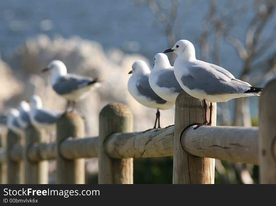 Couple of sea gulls on a fence