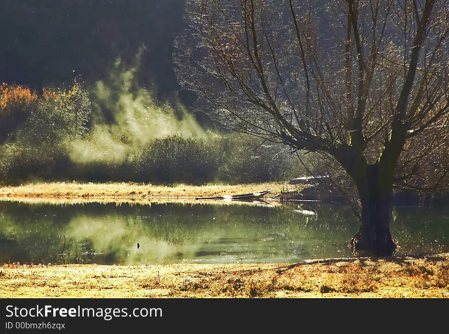 Tree on riverside. Misty morning and peacefully water