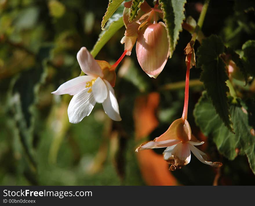 Cute Flower In A Sunny Afternoon