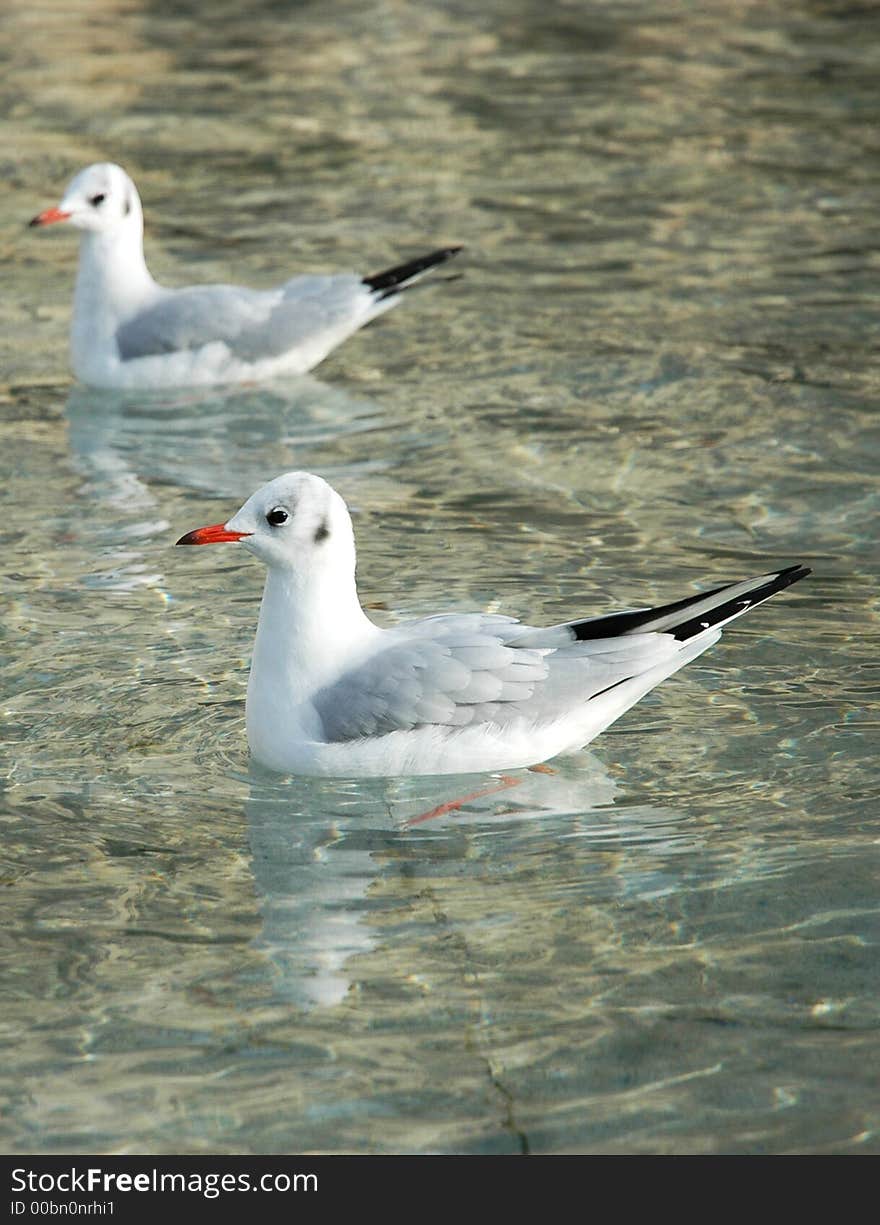 The photo was taken in luxemburg park in paris. The photo was taken in luxemburg park in paris