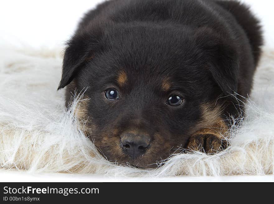 Adorable border collie mix puppy waits for his new home. Adorable border collie mix puppy waits for his new home.