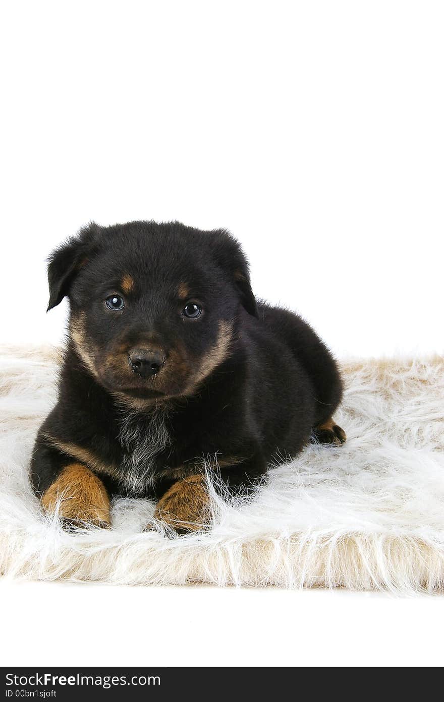 Cute fuzzy puppy on a fuzzy background. Puppy is 6 week old Border Collie mix. Cute fuzzy puppy on a fuzzy background. Puppy is 6 week old Border Collie mix.