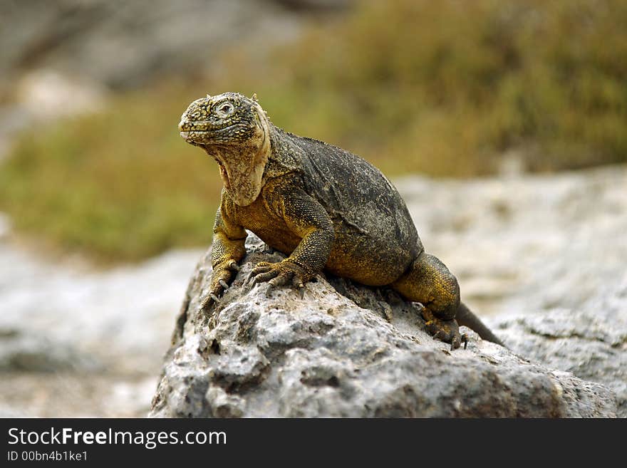 A close-up of land iguana from Galapagos islands, Ecuador