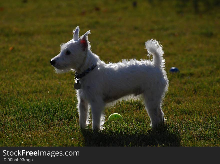 My Jack Russell Terrier Oz who is deaf but still will pose for a picture with his ears pointed up.