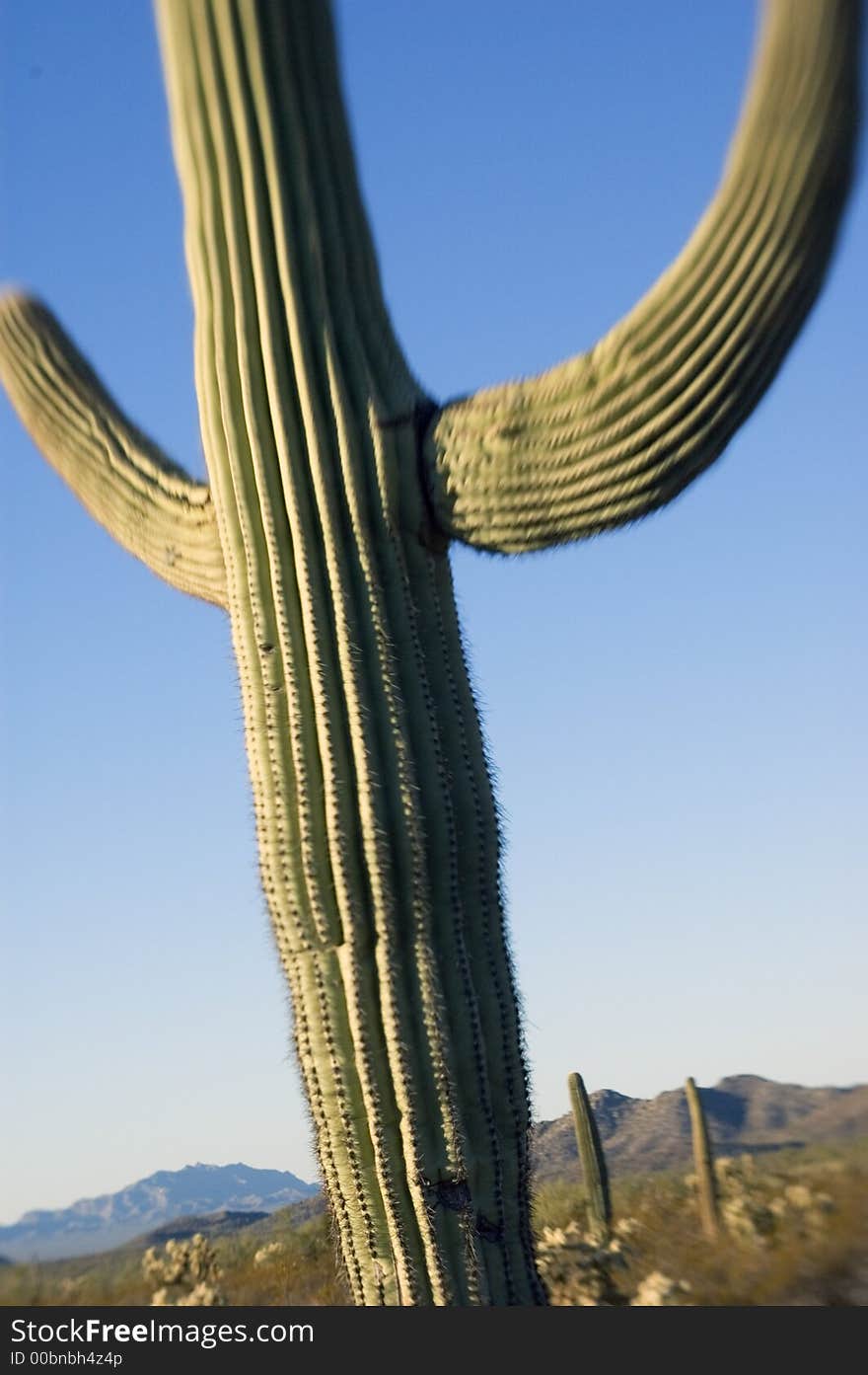 Classic saguaro cactus. Photographed with a specialty lens that limits depth of focus and focus itself-however there are (limited) sharp elements.