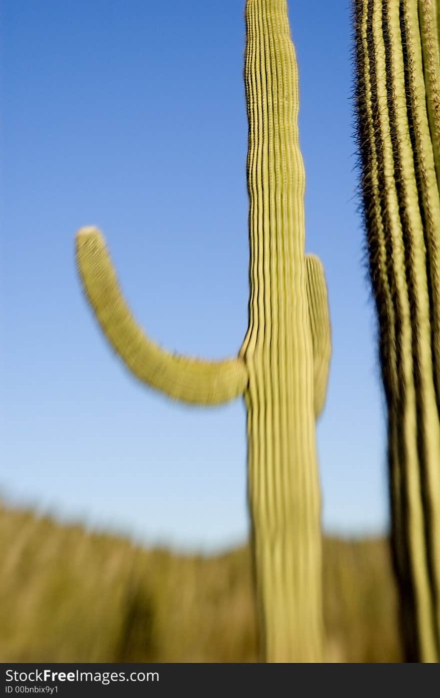 Saguaro cactus and blue sky. Photographed with a specialty lens that limits depth of focus and focus itself-however there are sharp elements.