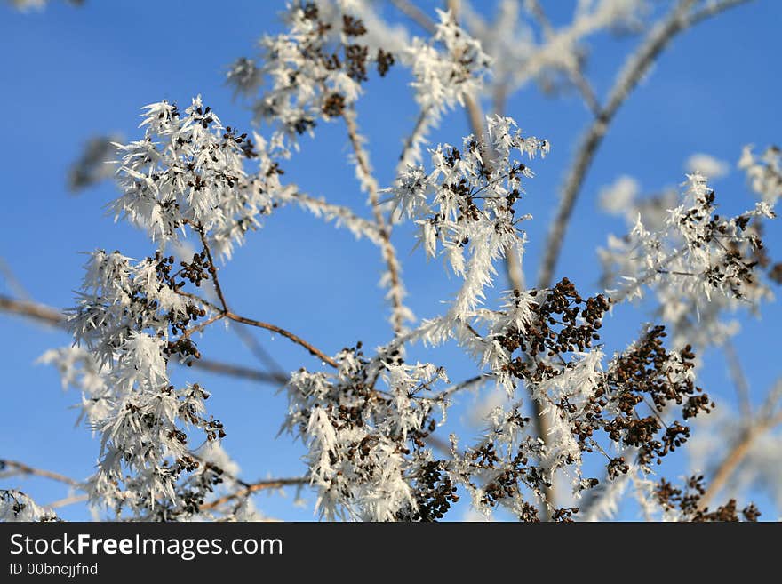 Frosty Morning