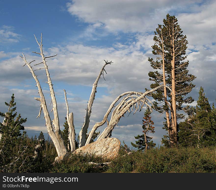 Mammoth Mountain landscape with a dead tree and clouds. Mammoth Mountain landscape with a dead tree and clouds