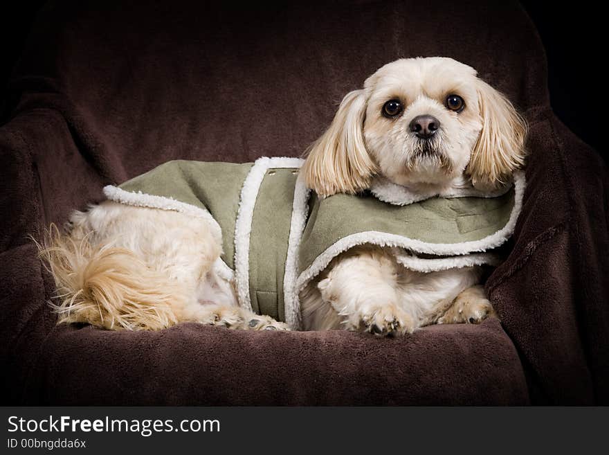 Beautiful posing shih tzu / poodle dog