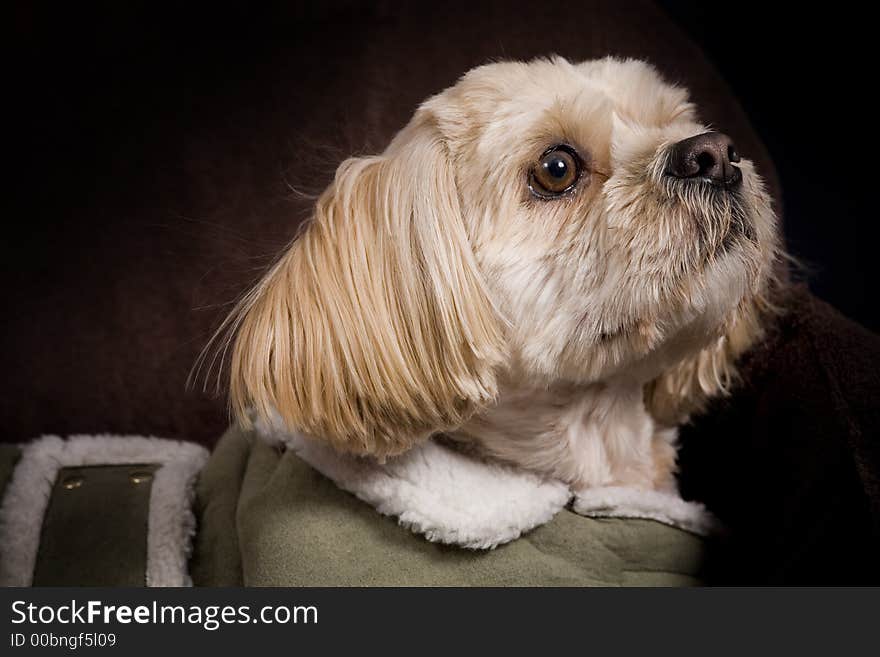 Beautiful posing shih tzu / poodle dog