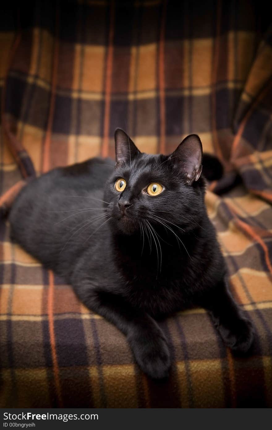 Beautiful domesticated black cat sitting