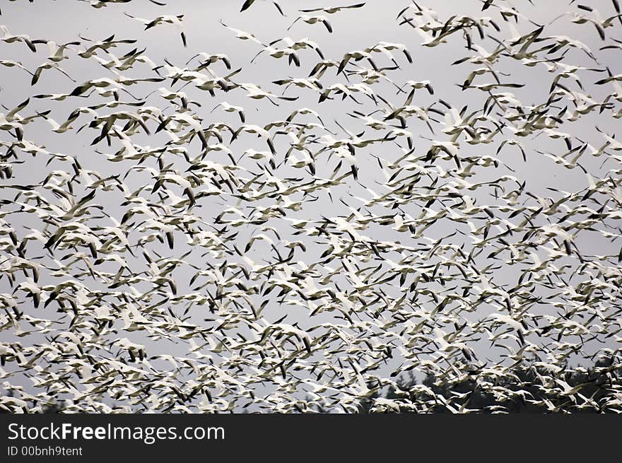 Thousands of Snow Geese coming in for a landing. Thousands of Snow Geese coming in for a landing.