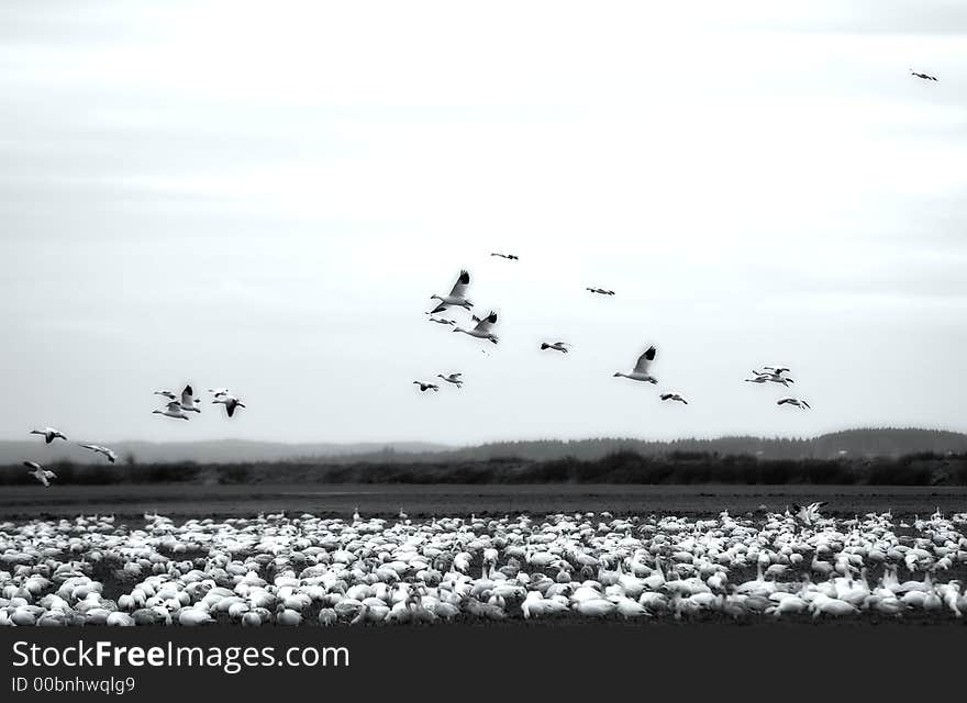 Snow Geese Landing in a field