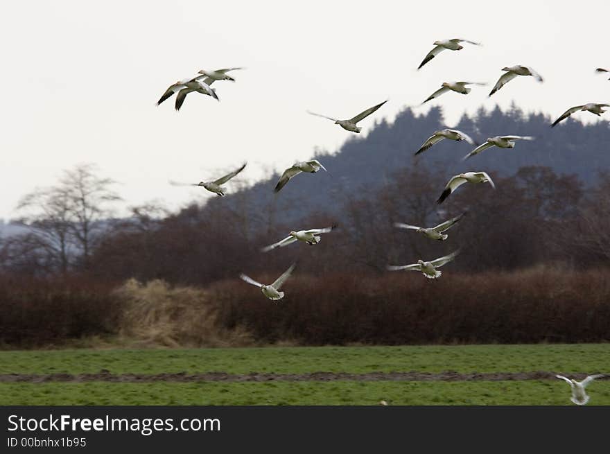 Snow Geese coming in for a landing. Snow Geese coming in for a landing.