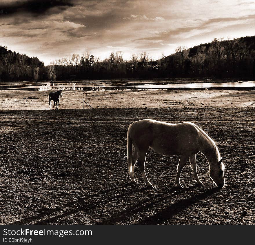 A ranch  in colorado. horses resting, everything makes me feel calm and pleasant. A ranch  in colorado. horses resting, everything makes me feel calm and pleasant.