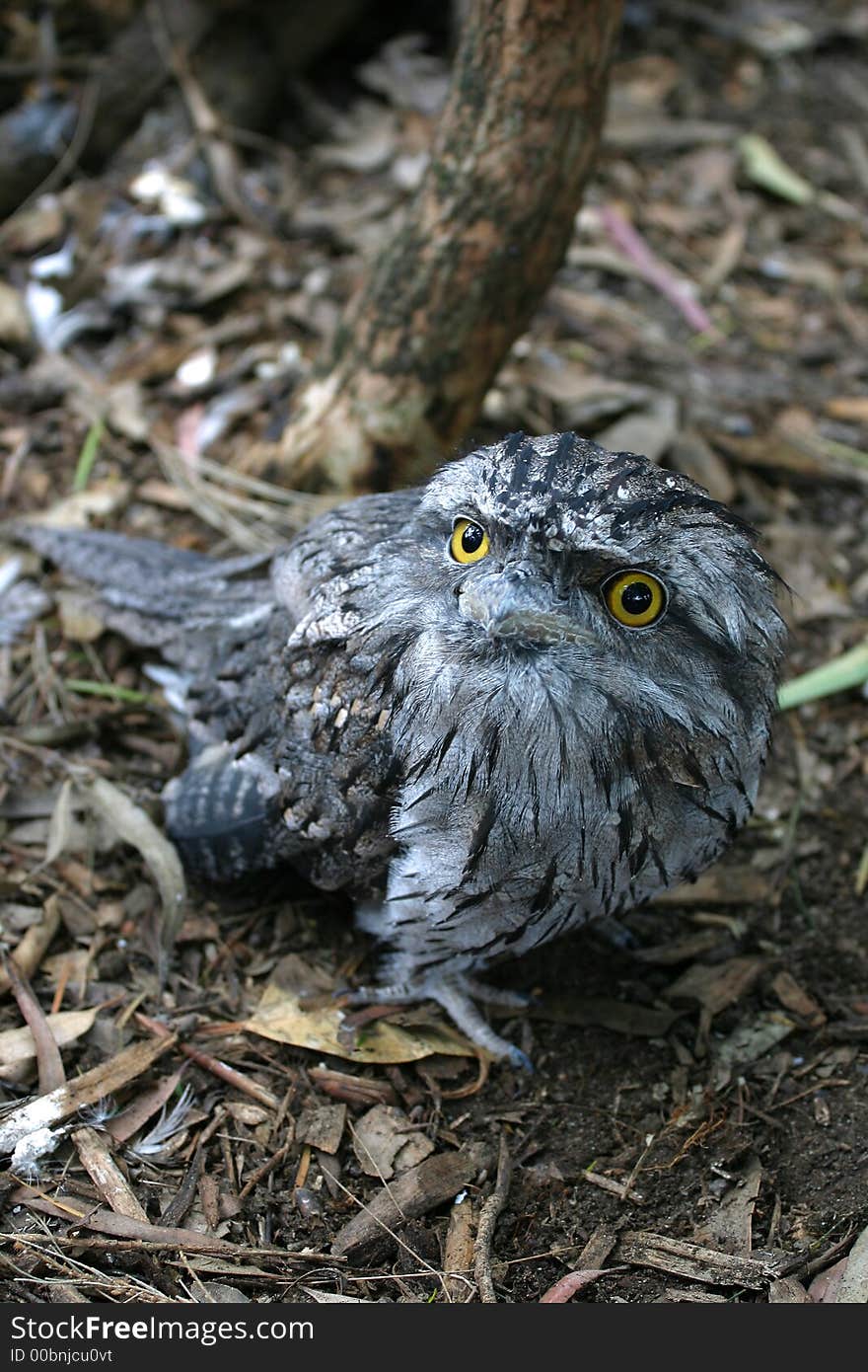 Tawny Frogmouth Bird with Big Yellow Eyes