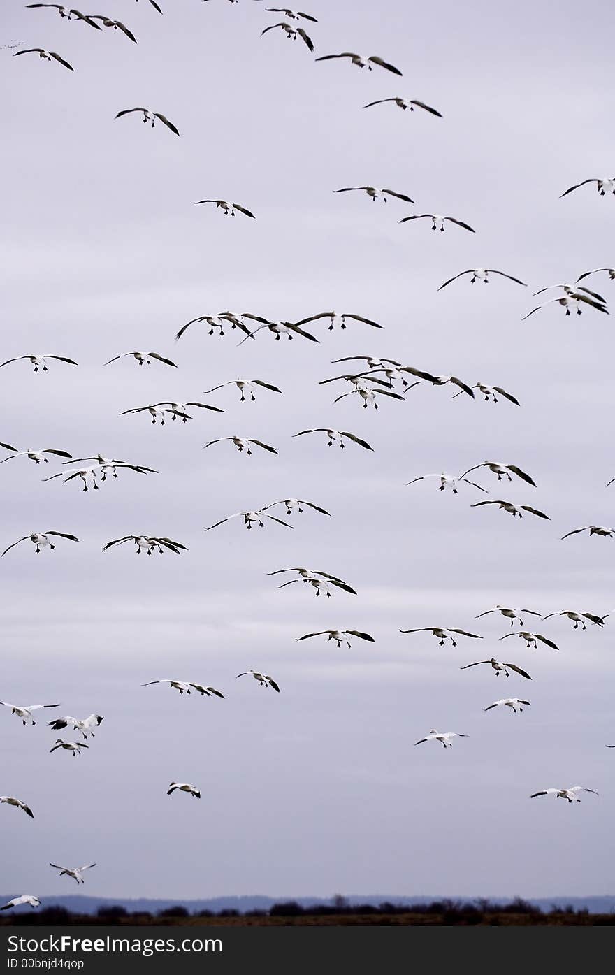 Snow Geese in flight