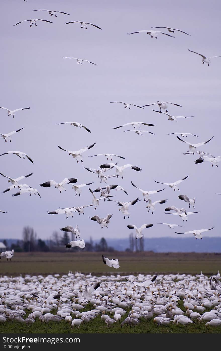 Snow Geese coming in for a landing. Snow Geese coming in for a landing.