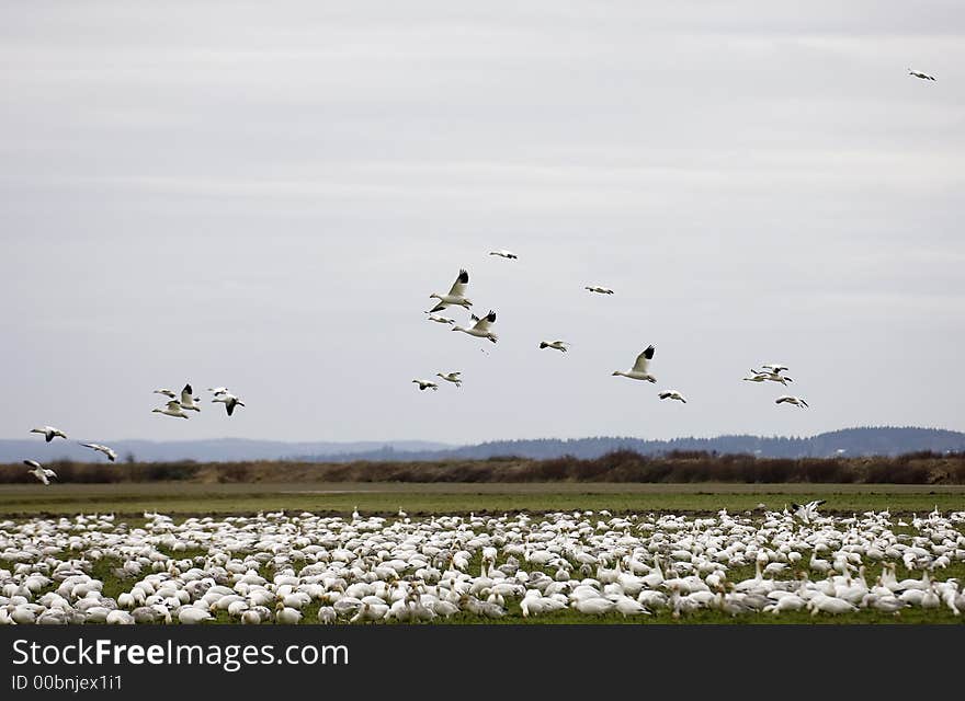 Snow Geese coming in for a landing. Snow Geese coming in for a landing.