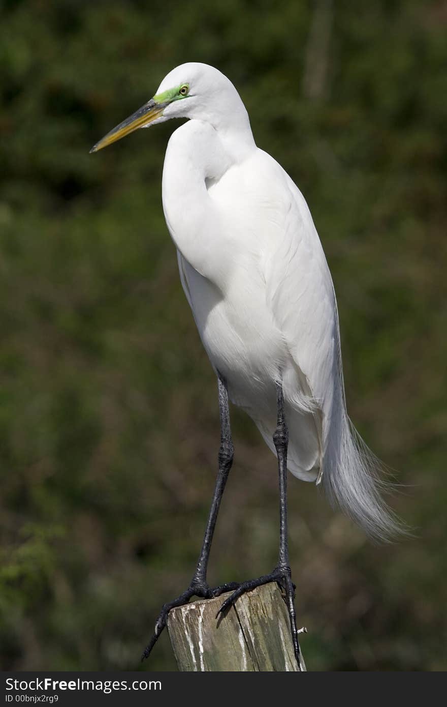 Great Egret, Florida, Bird, white. Great Egret, Florida, Bird, white