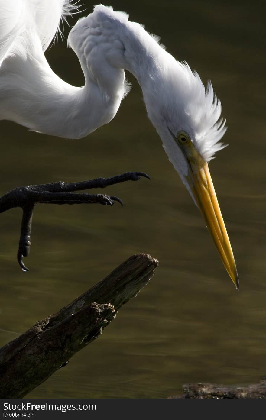 Great Egret, Florida, Bird, hunting