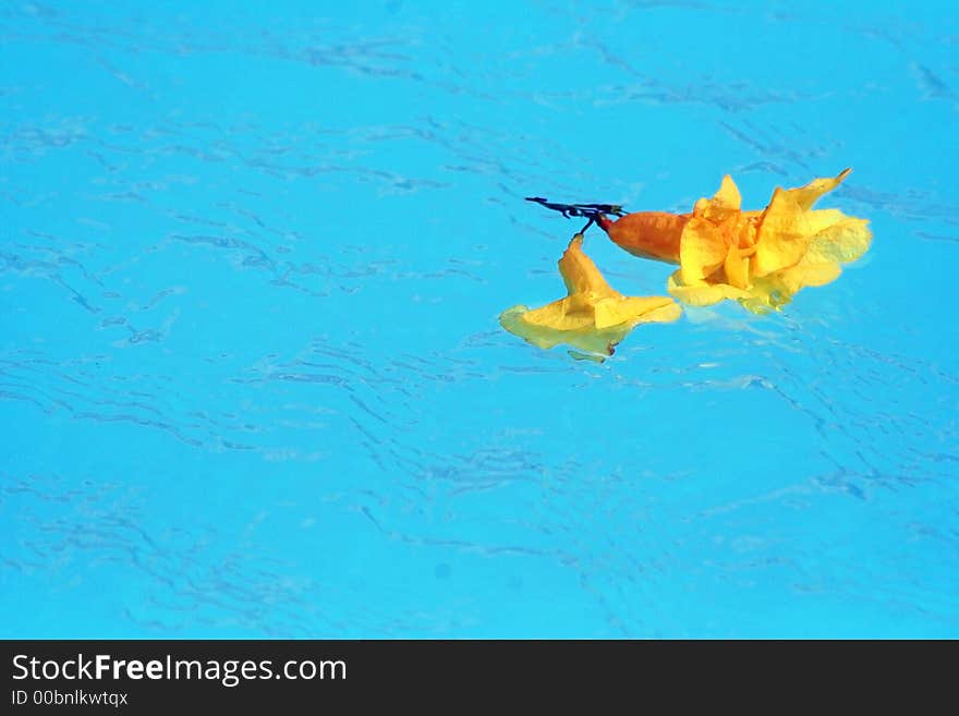 Flower Swim In Pool